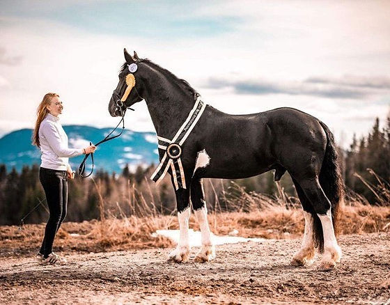 Bilde av Hannibal er tatt av Ada Marlen Vrolijk